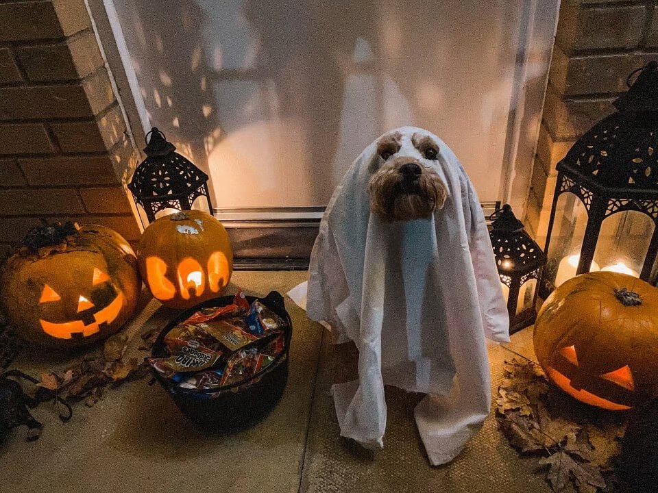 A small dog dressed as a ghost with a white sheet over its head sits on a front porch surrounded by glowing jack-o’-lanterns, lantern lights, and a bowl of Halloween candy.