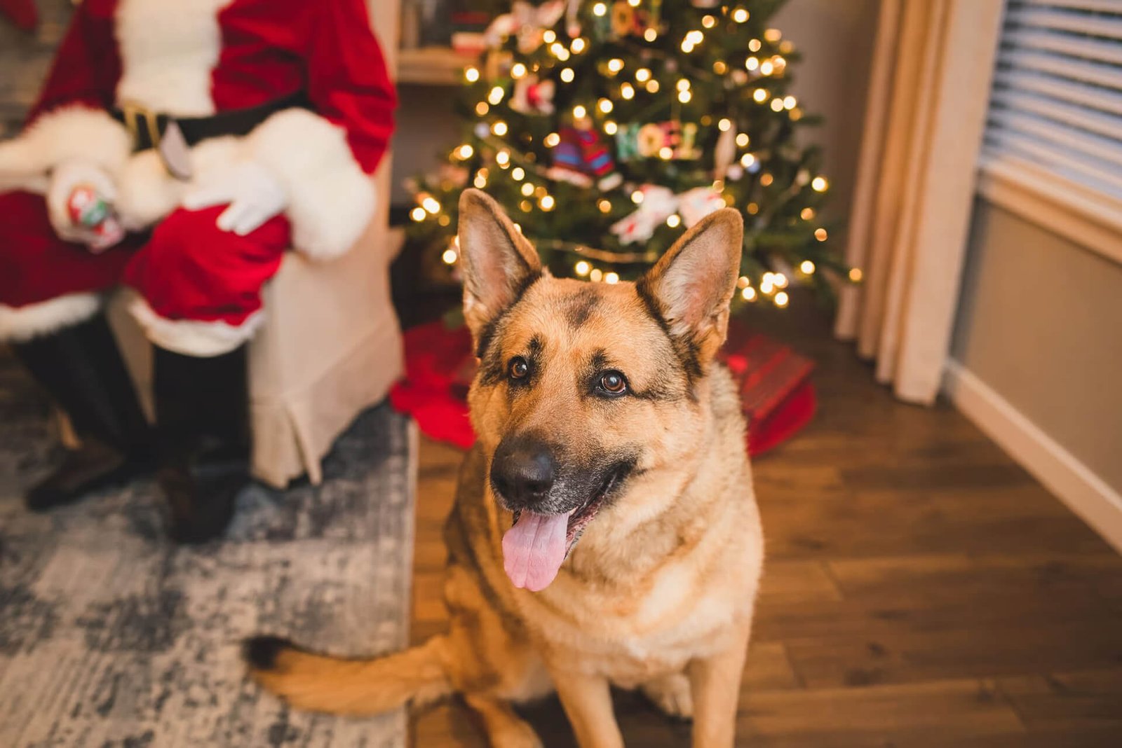 A happy German Shepherd sits in front of a decorated Christmas tree, with Santa Claus seated in the background.