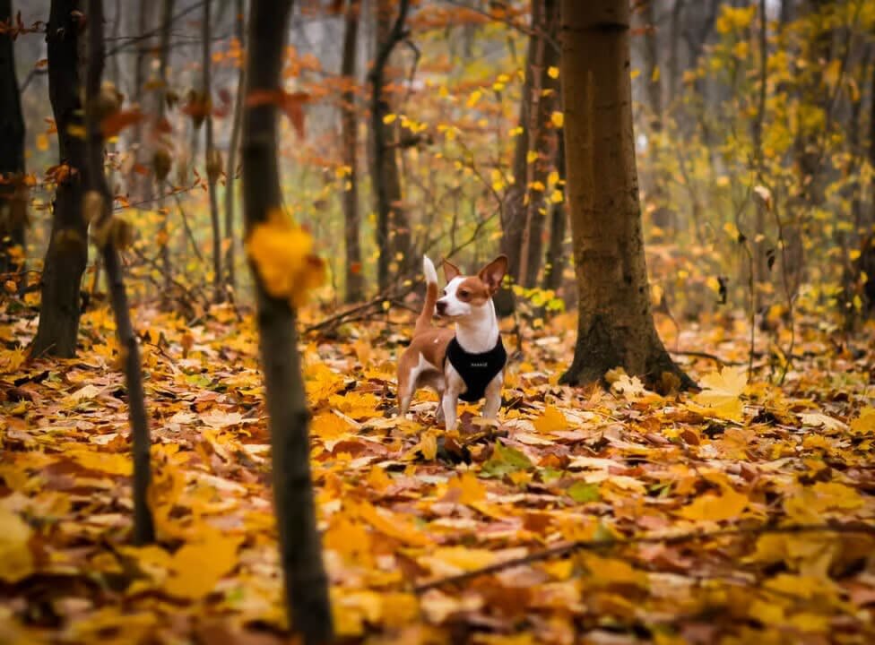 A small dog runs through a forest covered in colorful autumn leaves, surrounded by trees with golden and orange foliage.