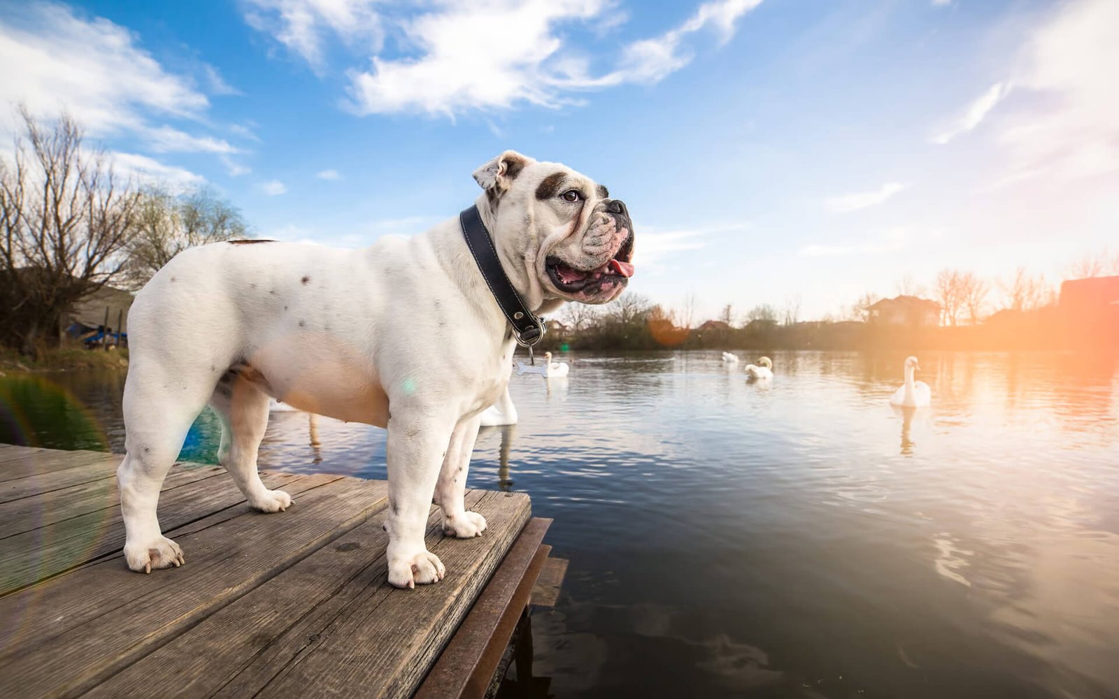 A white bulldog stands proudly on a wooden dock overlooking a calm lake at sunset, with trees and swans visible in the background under a bright blue sky.