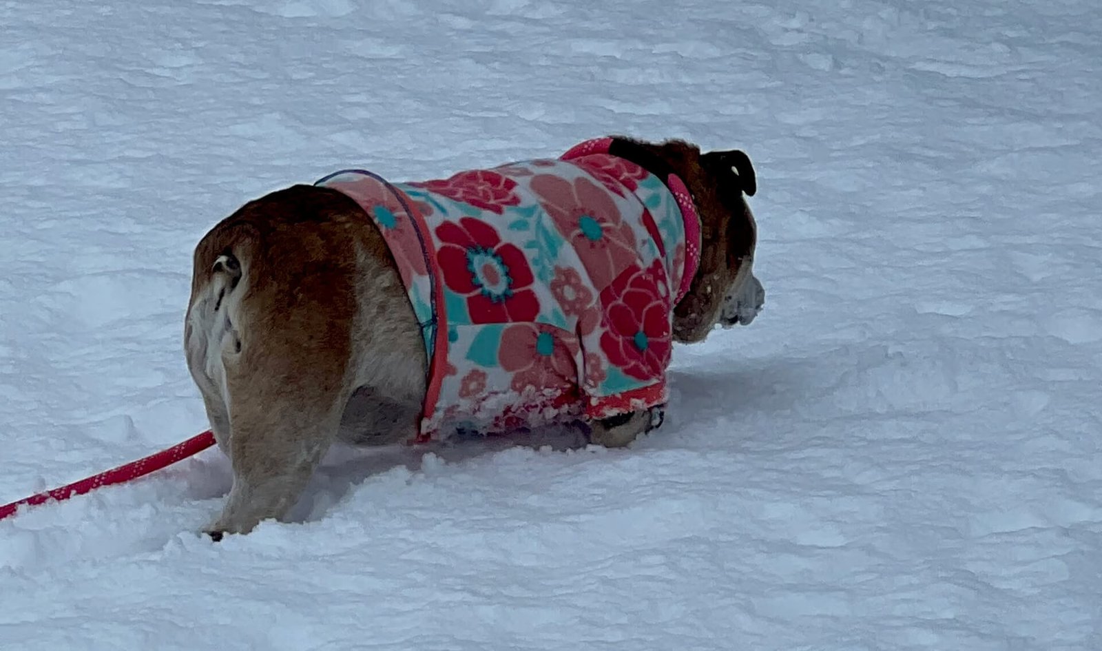 A bulldog wearing a colorful pink and teal winter sweater walks through the snow on a red leash.