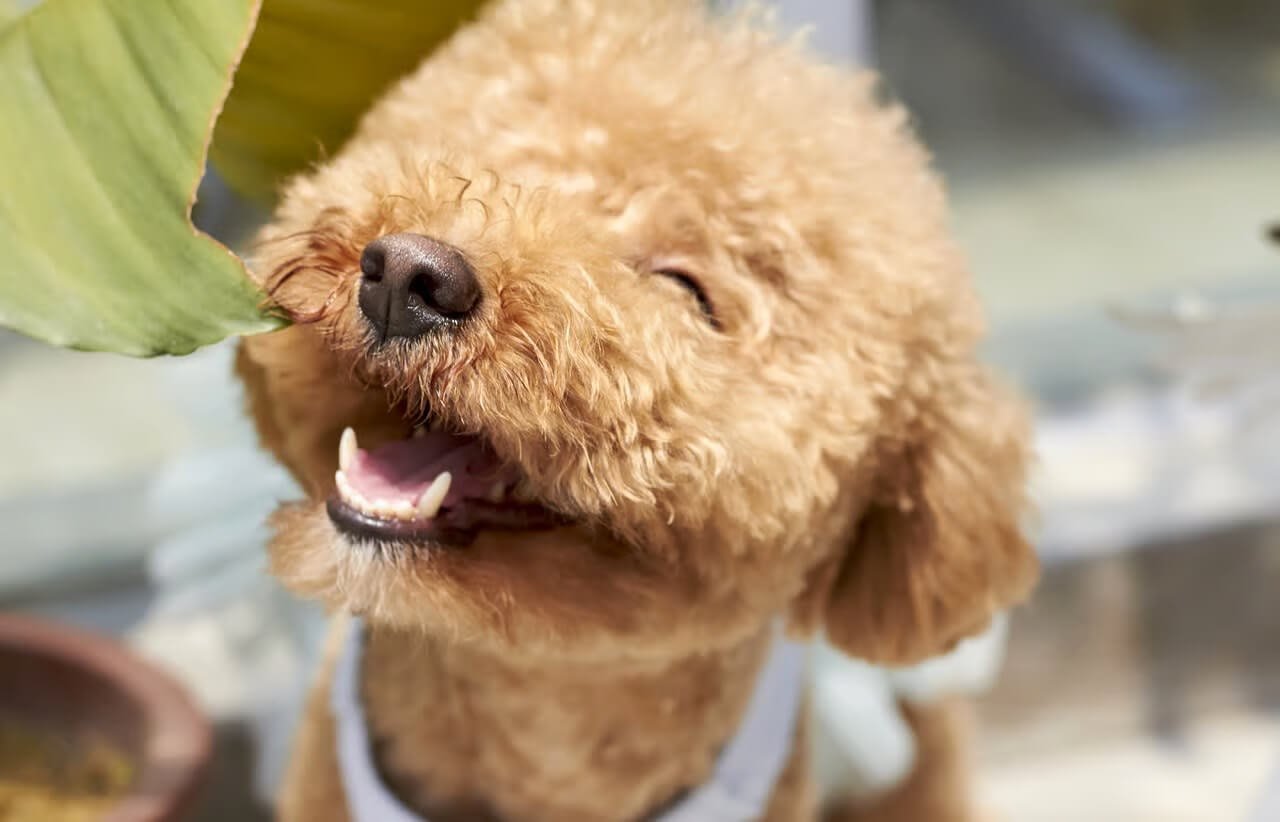 A small curly-haired brown dog happily chewing on a green leaf, with sunlight shining in the background.
