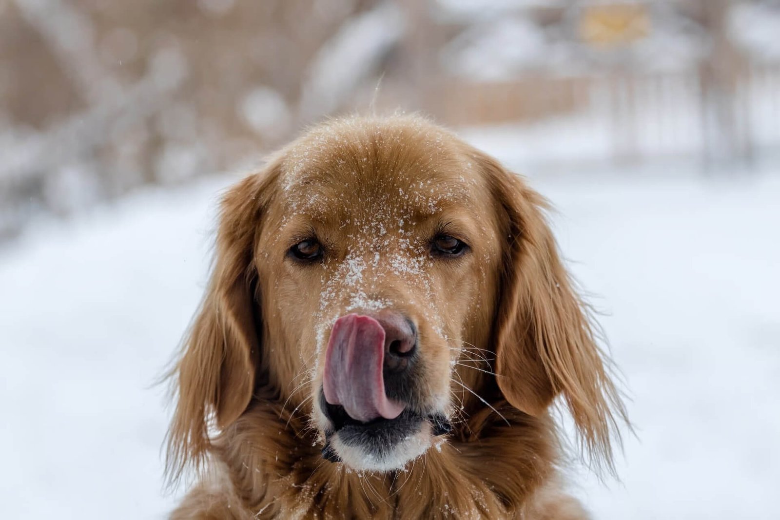 Golden retriever licking its nose with snow on its face, standing outdoors in a snowy winter setting.