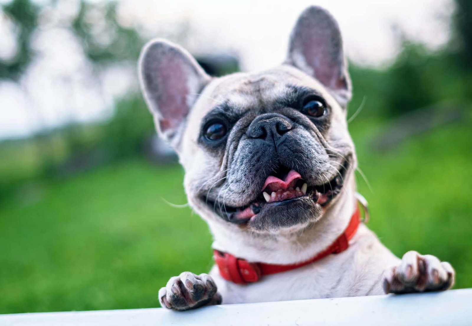 Happy French bulldog with a red collar smiling and peeking over a white fence in a green outdoor setting.