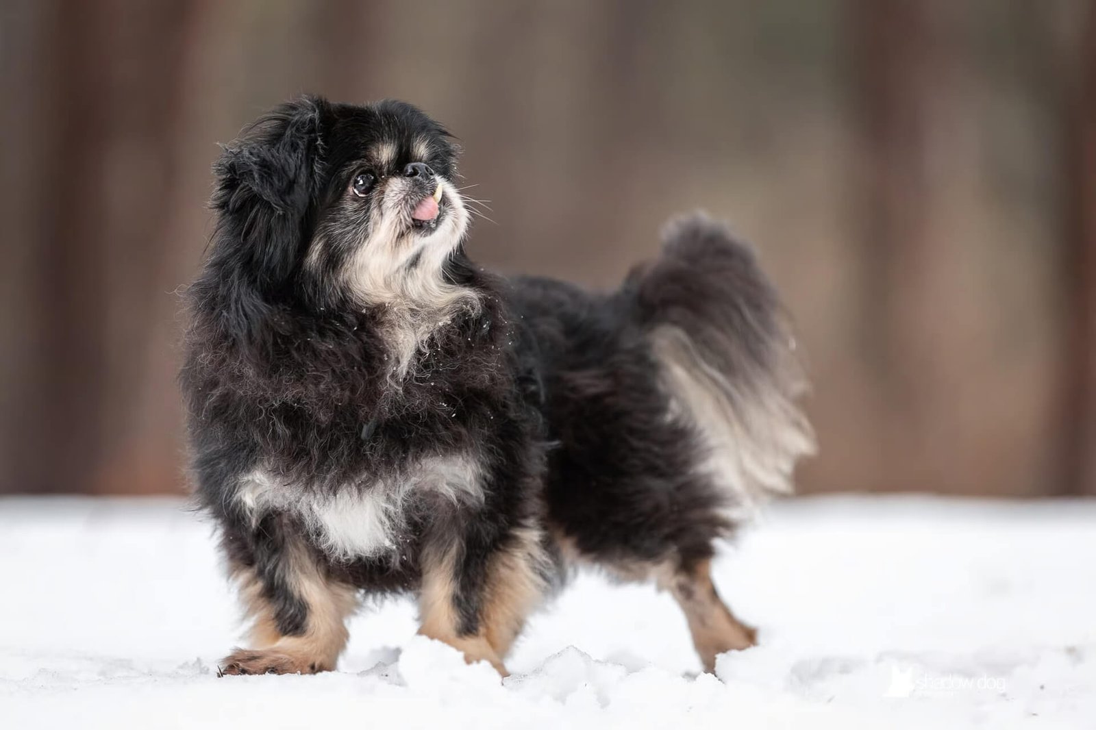 Fluffy black and tan dog standing alert in the snow, looking upward with its tongue slightly out.