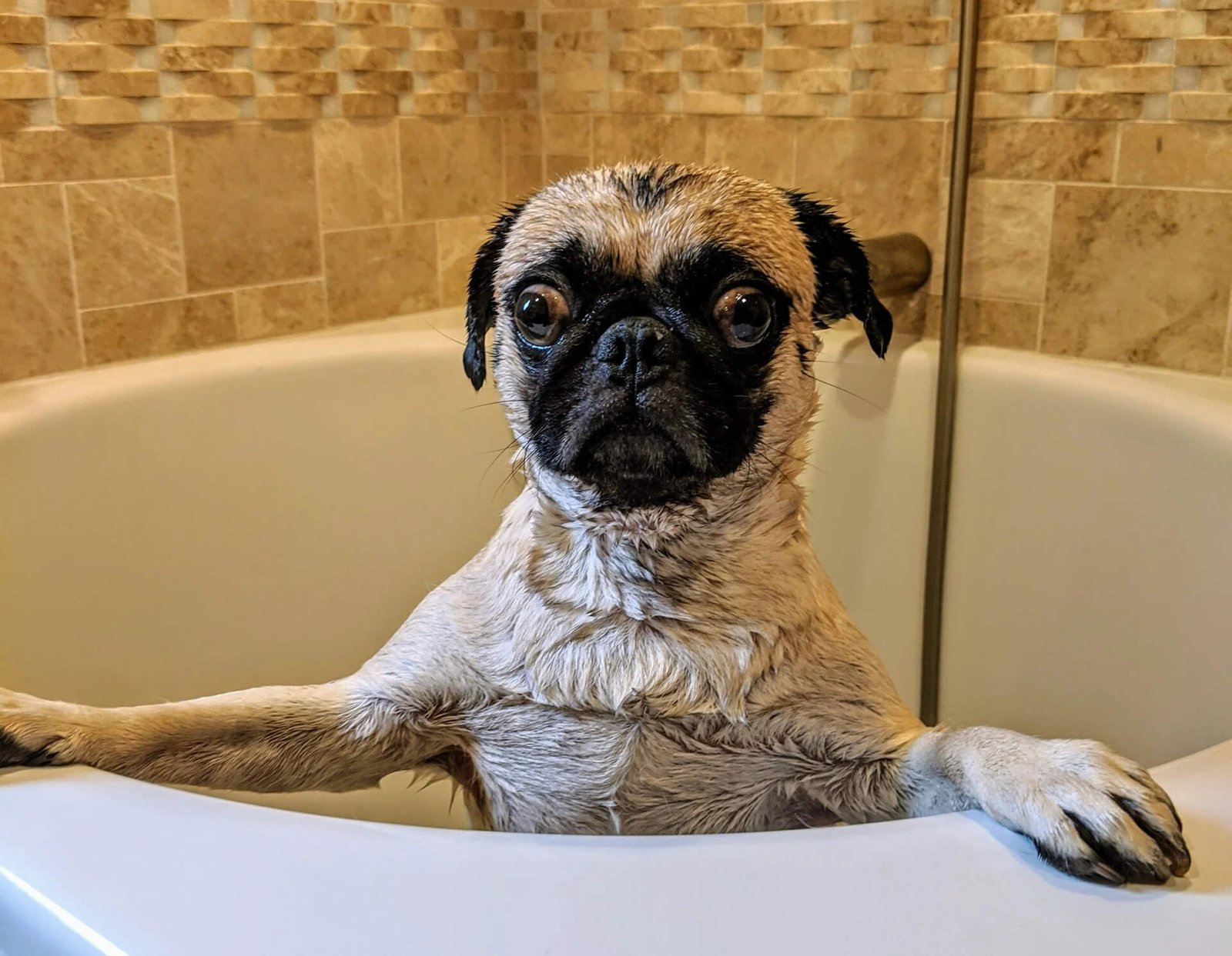 Wet pug sitting upright in a bathtub, looking directly at the camera with a slightly surprised expression.