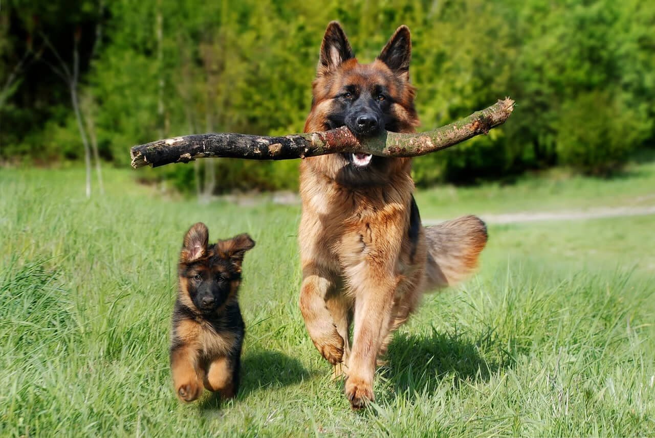 Adult German Shepherd running through grass with a large stick in its mouth, followed closely by a playful German Shepherd puppy.