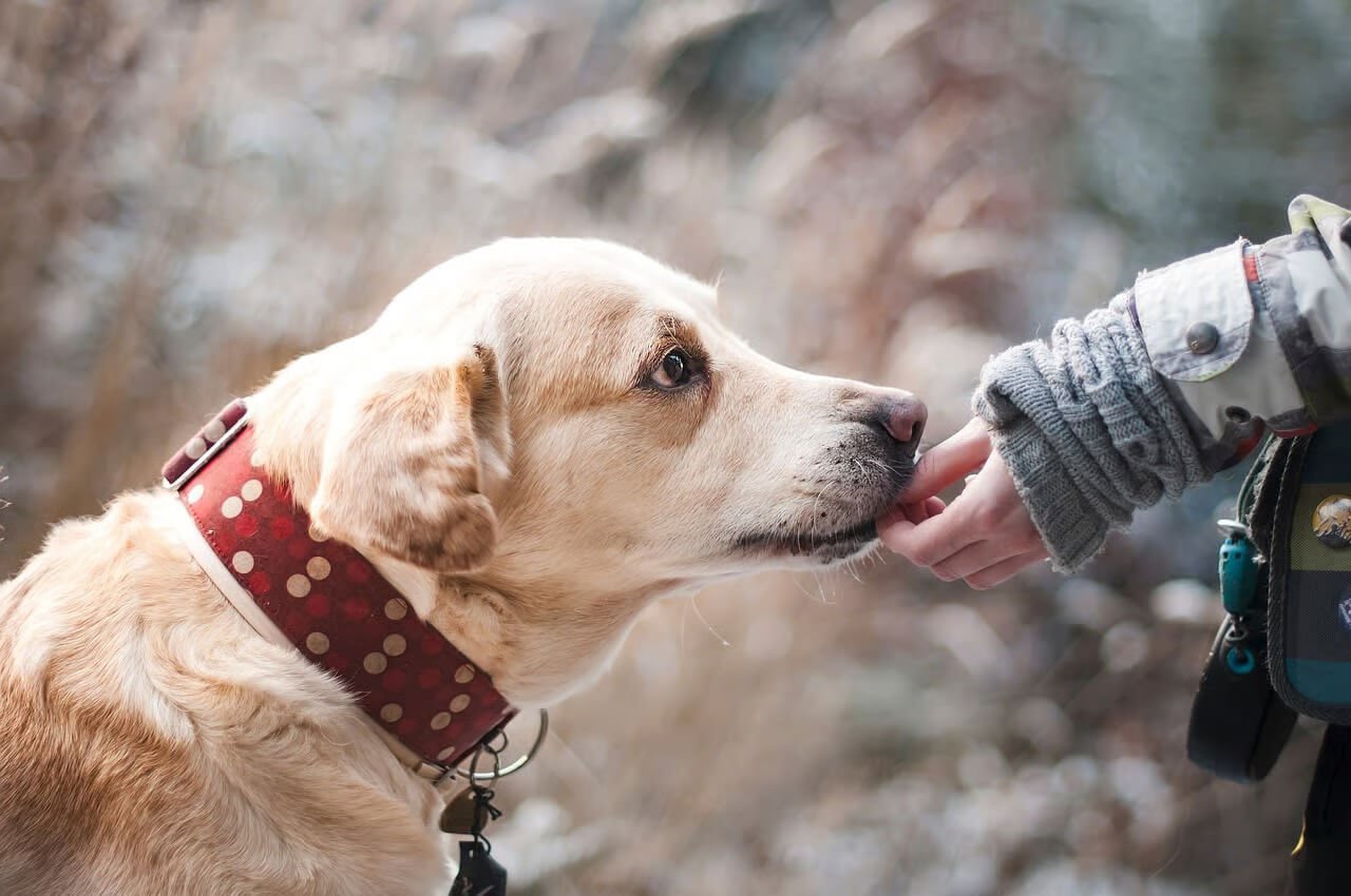 Golden-colored dog wearing a red collar gently licking or sniffing a person’s gloved hand outdoors.
