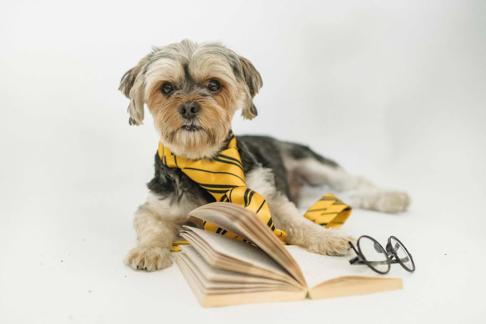 Small dog wearing a yellow and black striped scarf lying beside an open book and a pair of glasses on a white background.