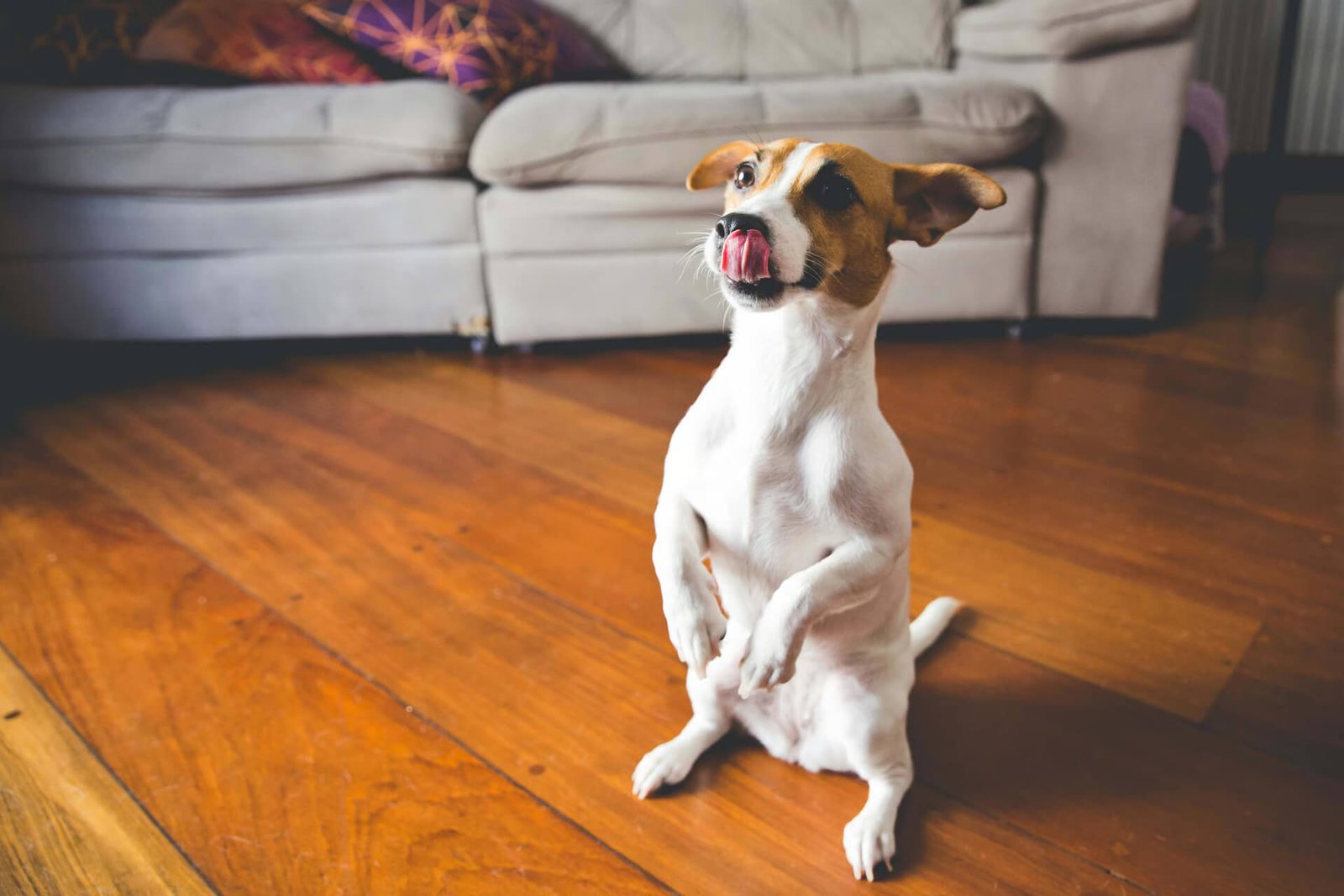 Small brown and white dog sitting upright on its hind legs in a living room, looking up with its tongue out.