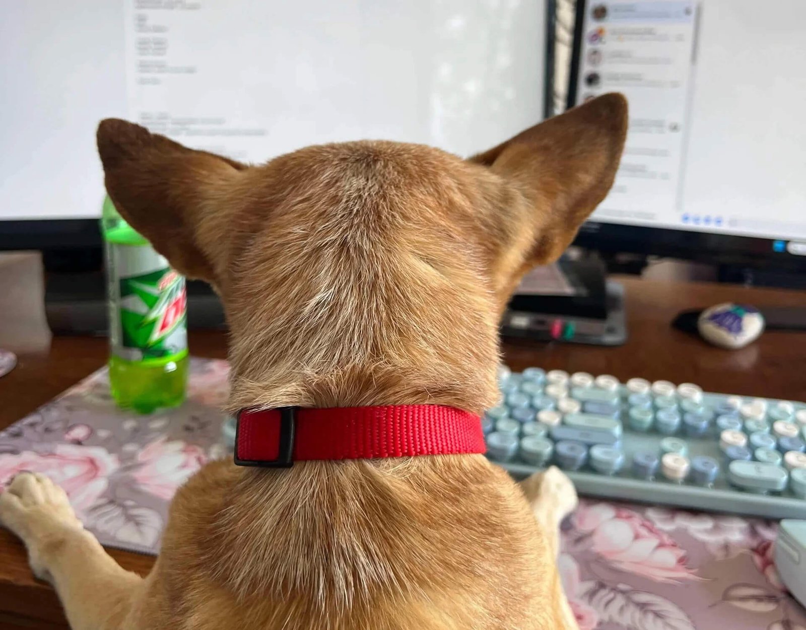Small dog wearing a red collar sitting at a desk and looking at a computer screen, appearing to “work” at the computer.