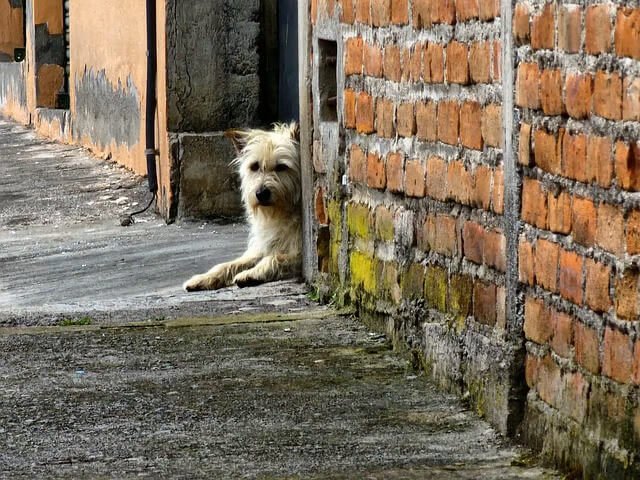 Lonely stray dog lying on a narrow alleyway beside a brick wall, peeking out quietly.