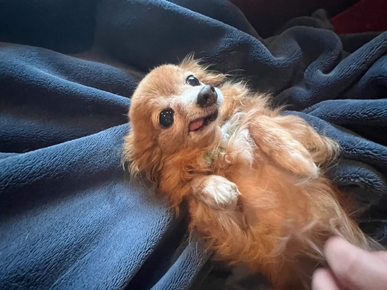 Small fluffy brown dog lying on a dark blanket, looking up adorably.